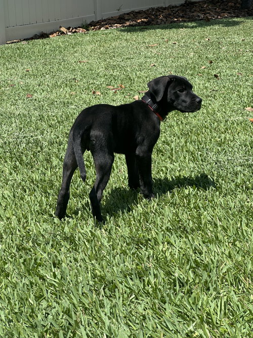 Cooper photo 3