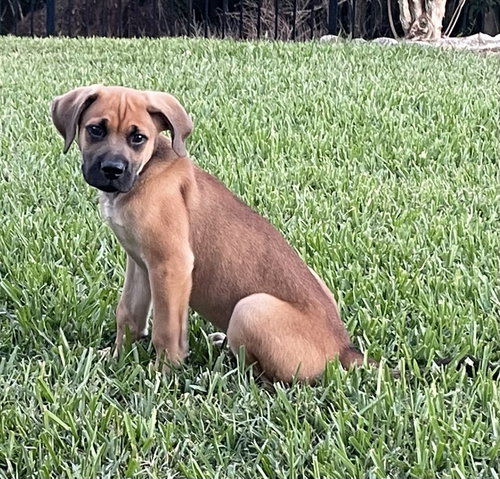 Bently, an adoptable Unknown breed in Orlando, FL