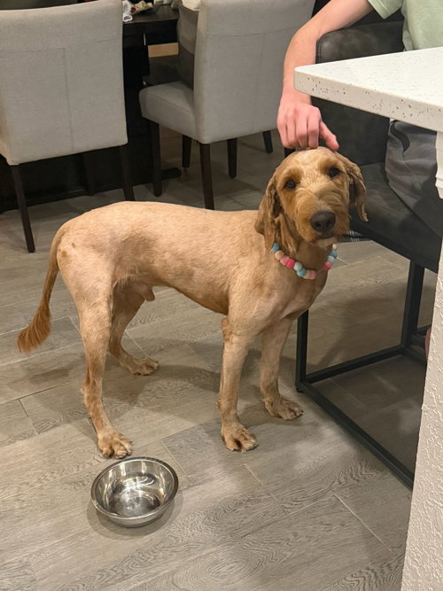 Delilah, an adoptable Poodle in Orlando, FL
