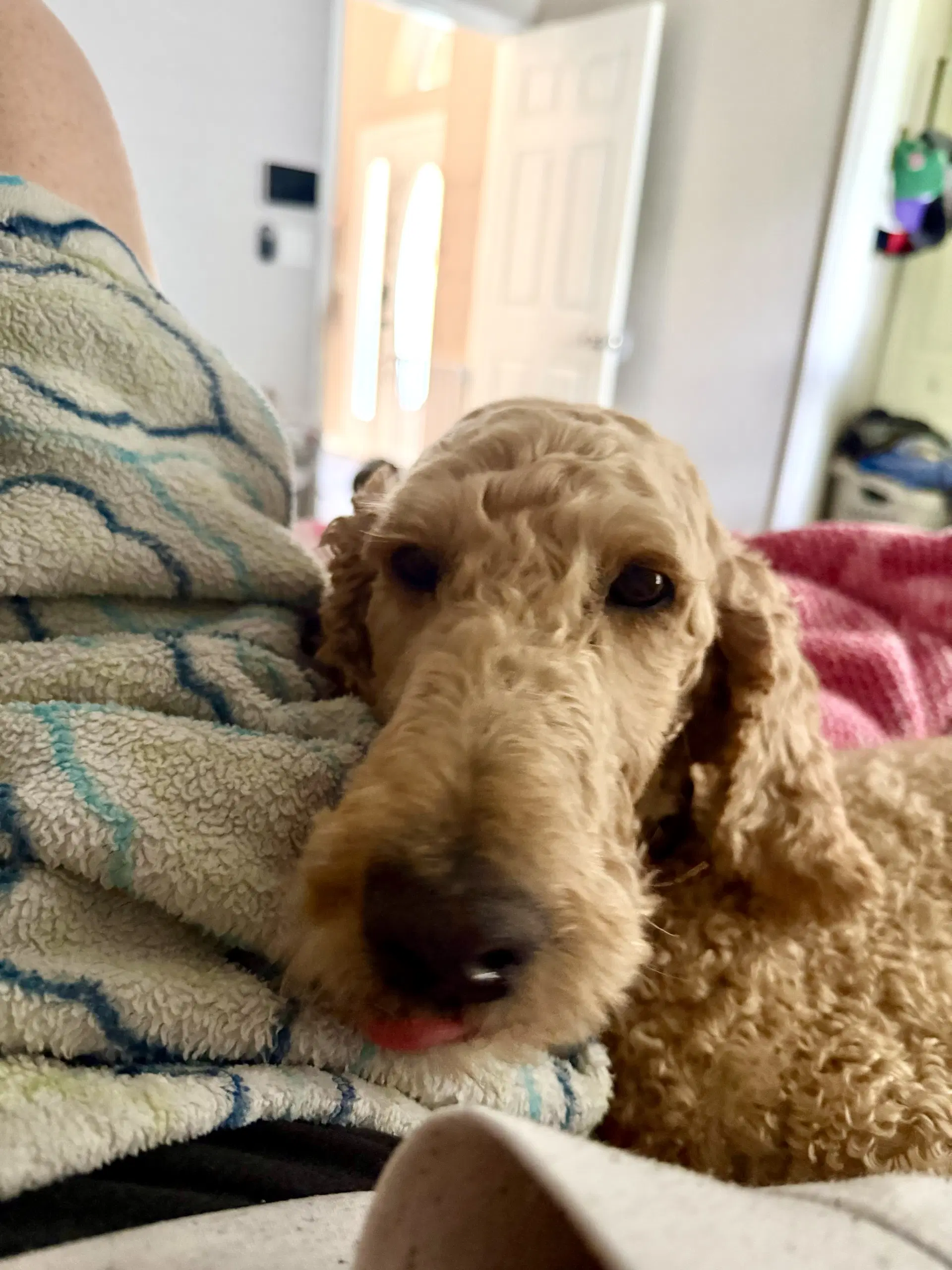 Delilah image 2