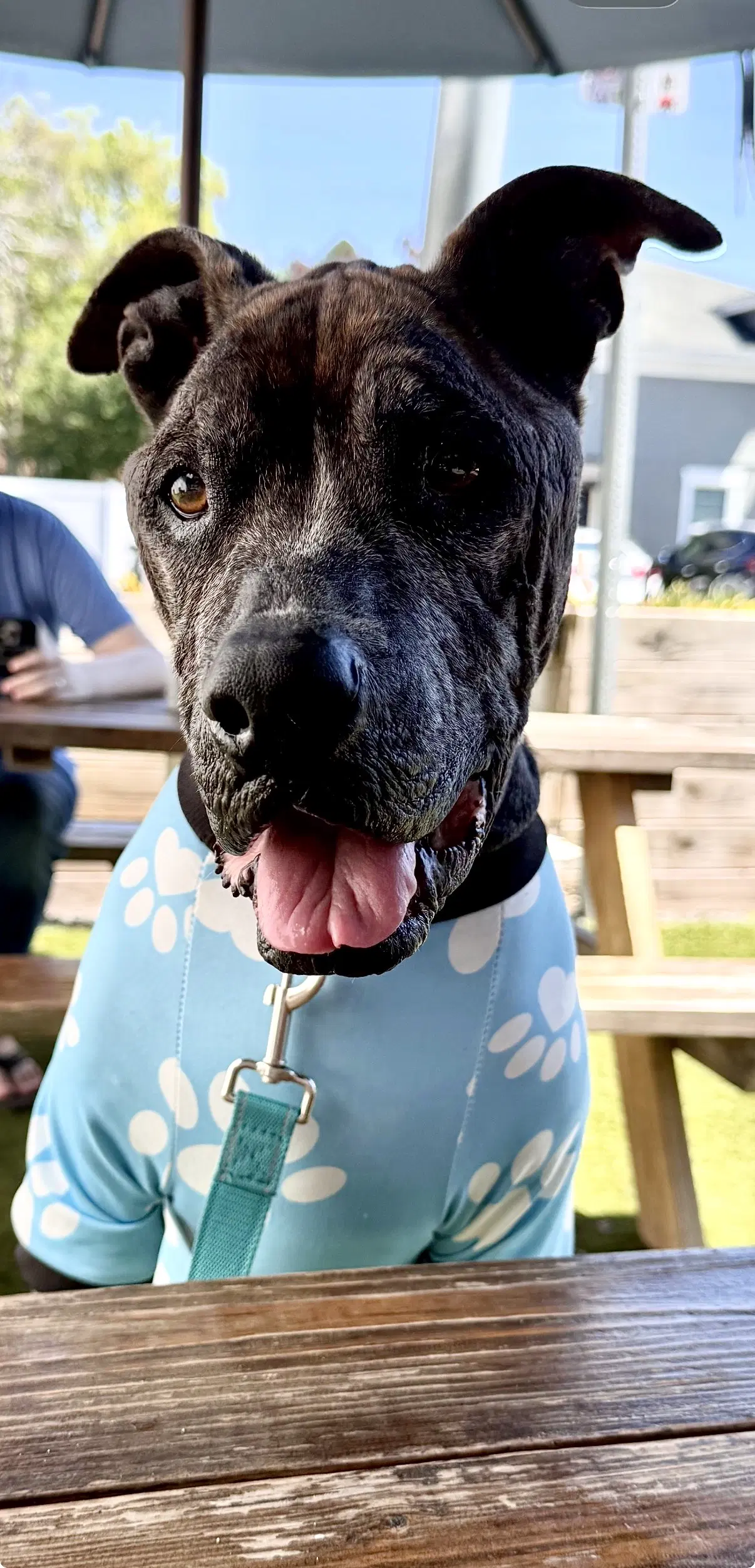Beans - Pit Bull Terrier