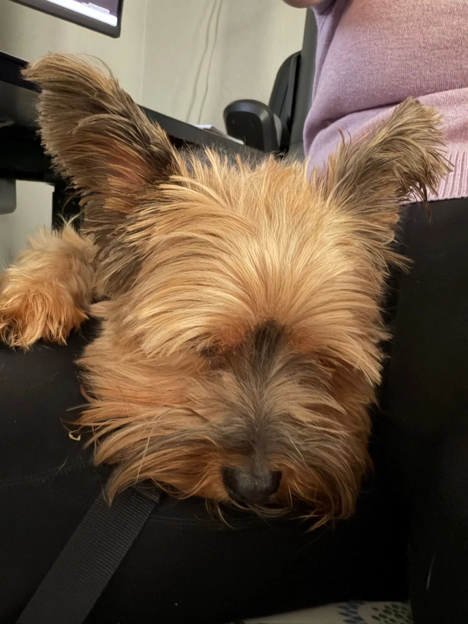Milo image 4