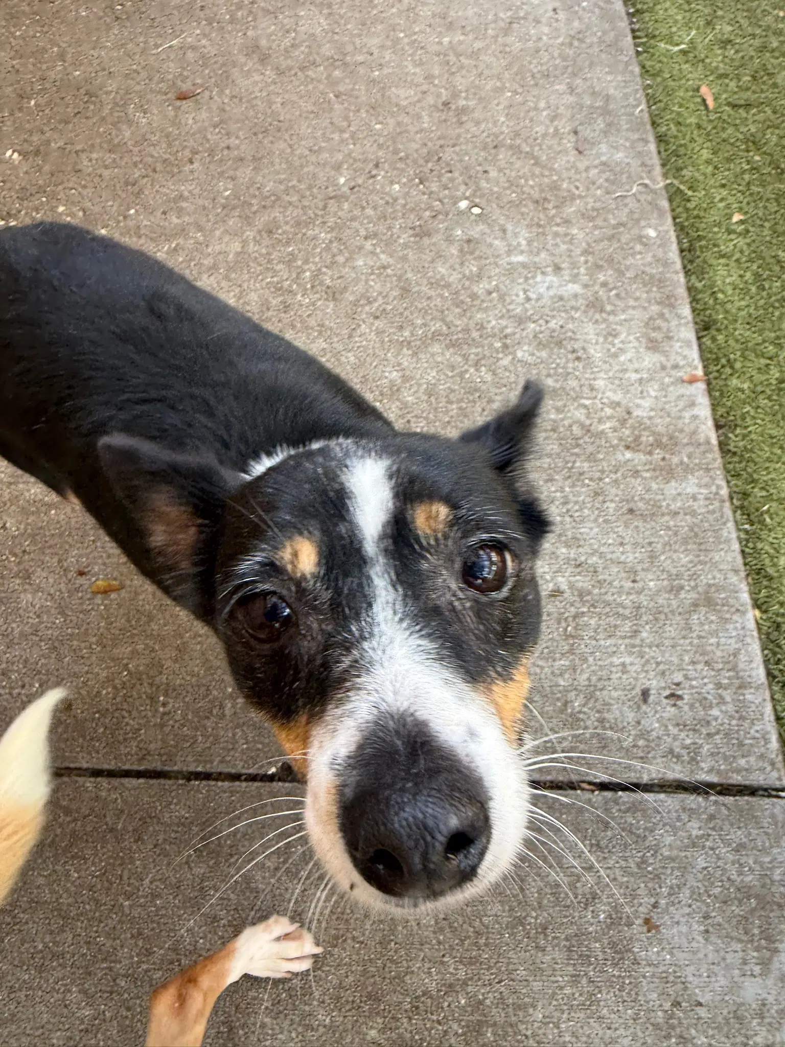 Ellie Mae - Rat Terrier