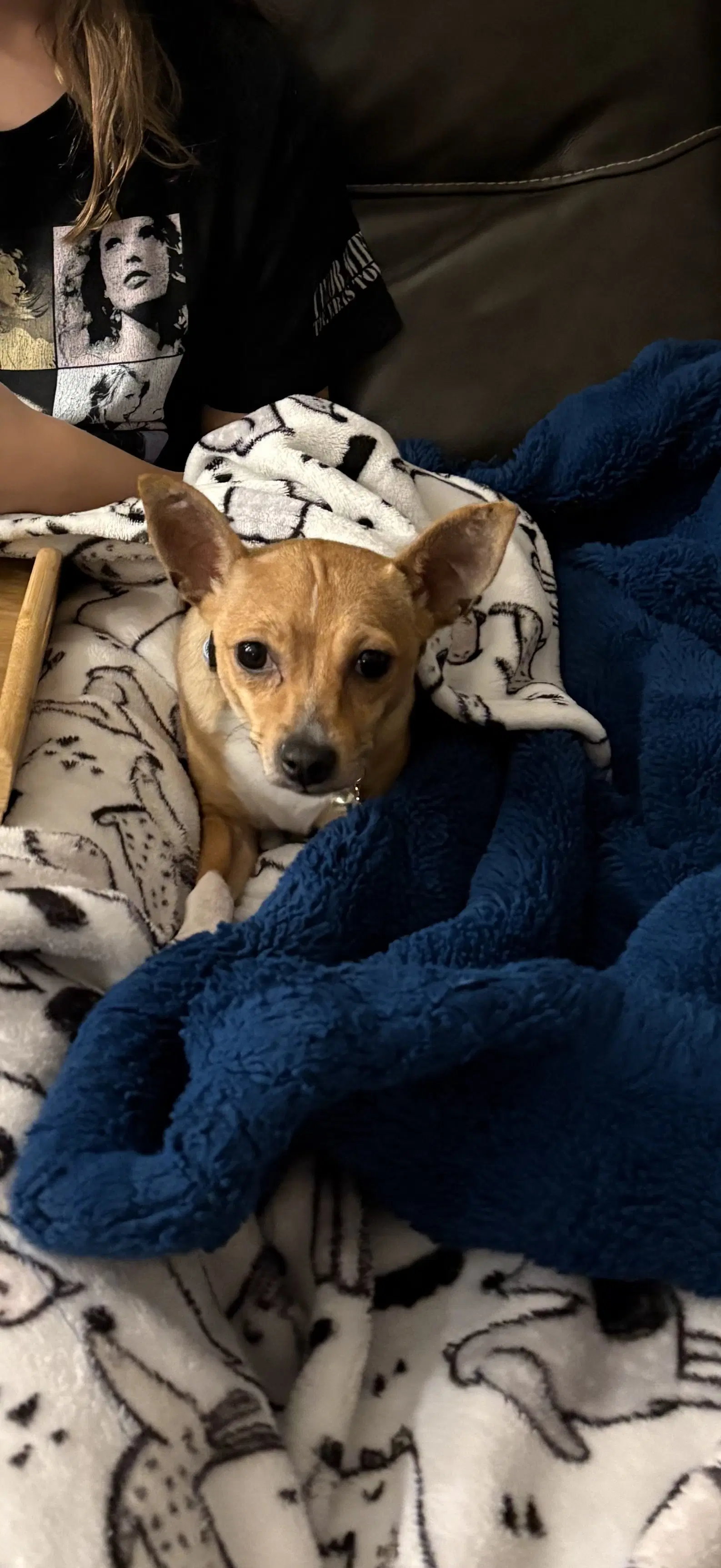 Clementine - Rat Terrier