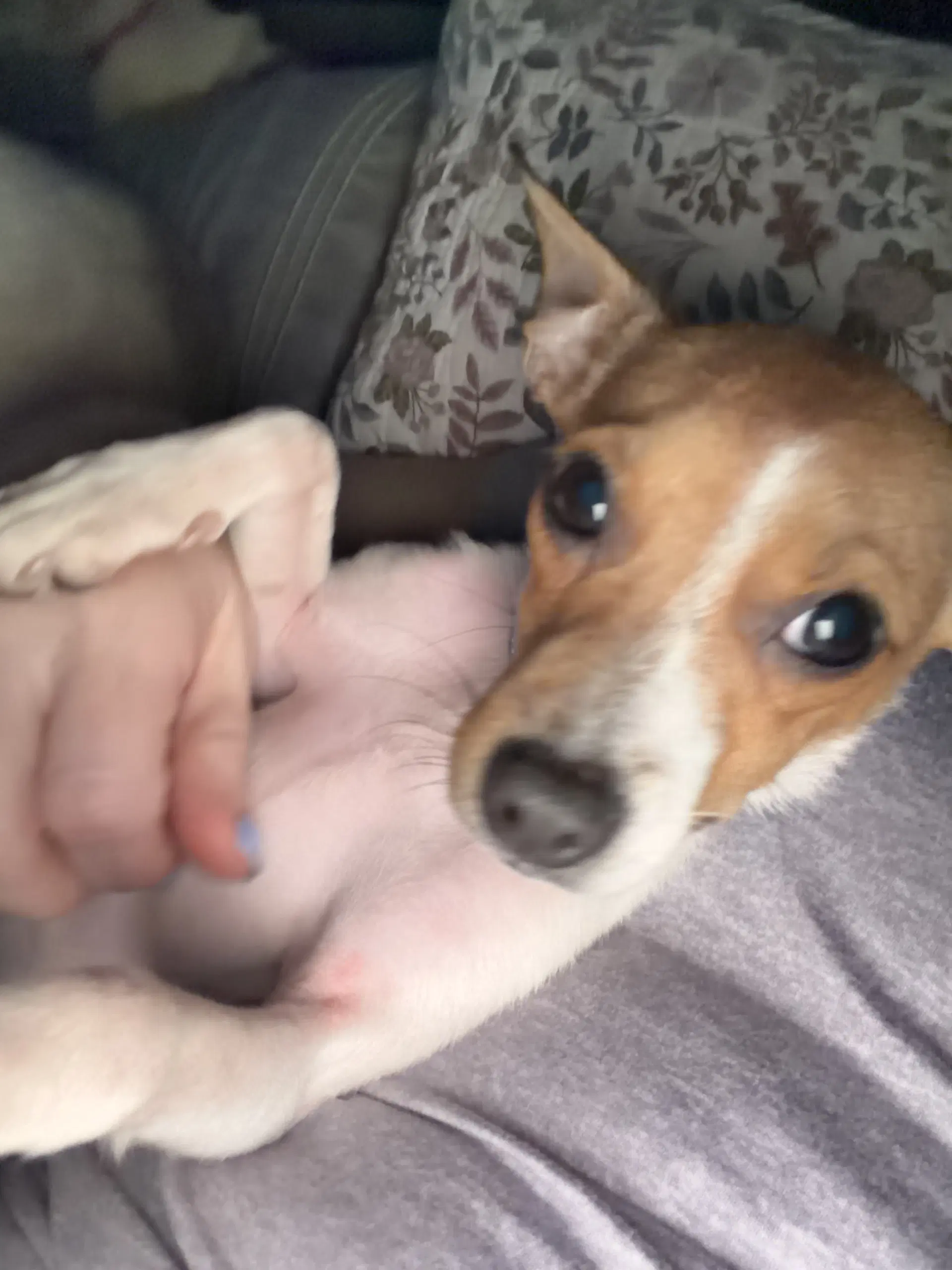 Maeve - Rat Terrier