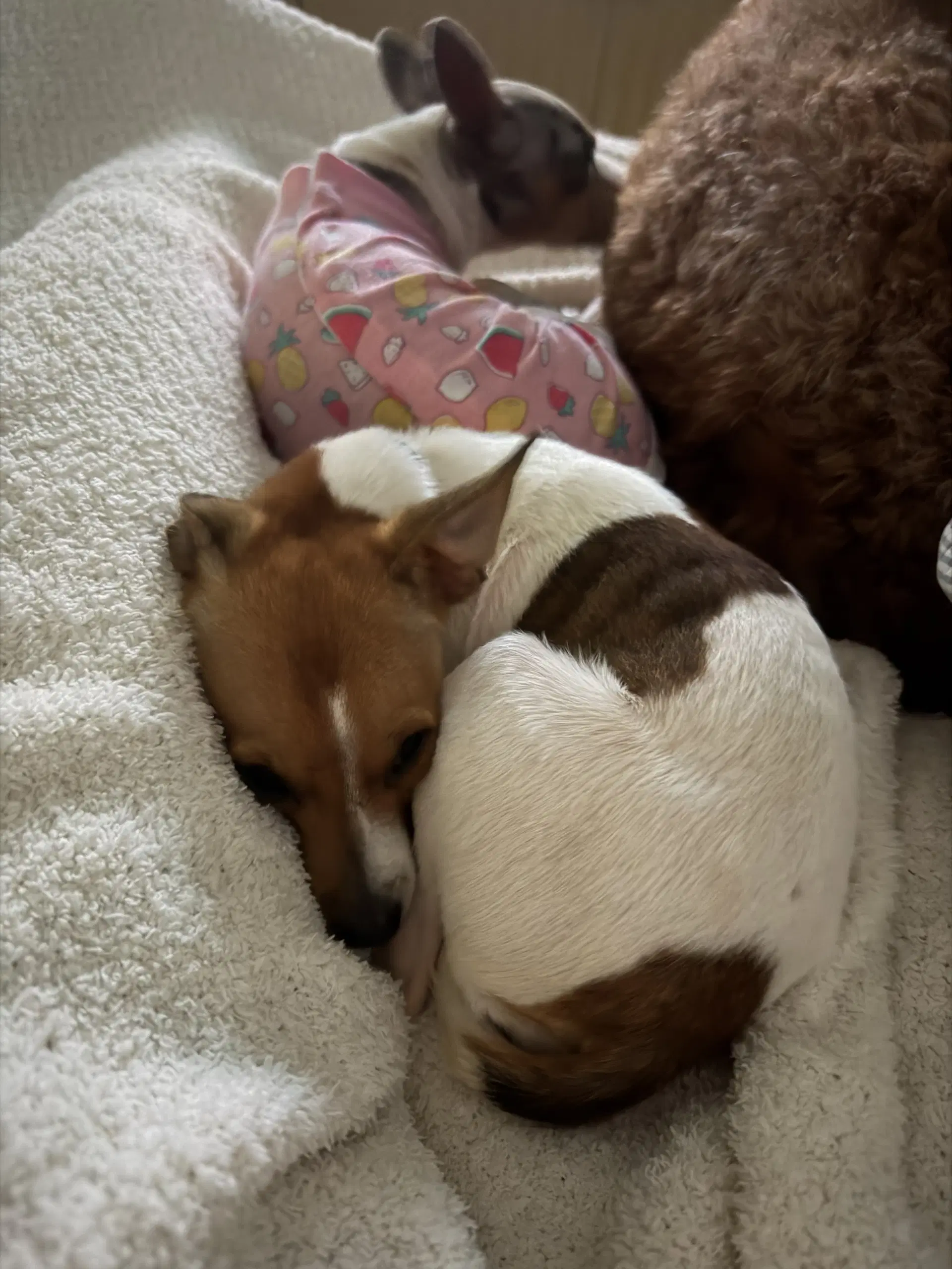Maeve image 2