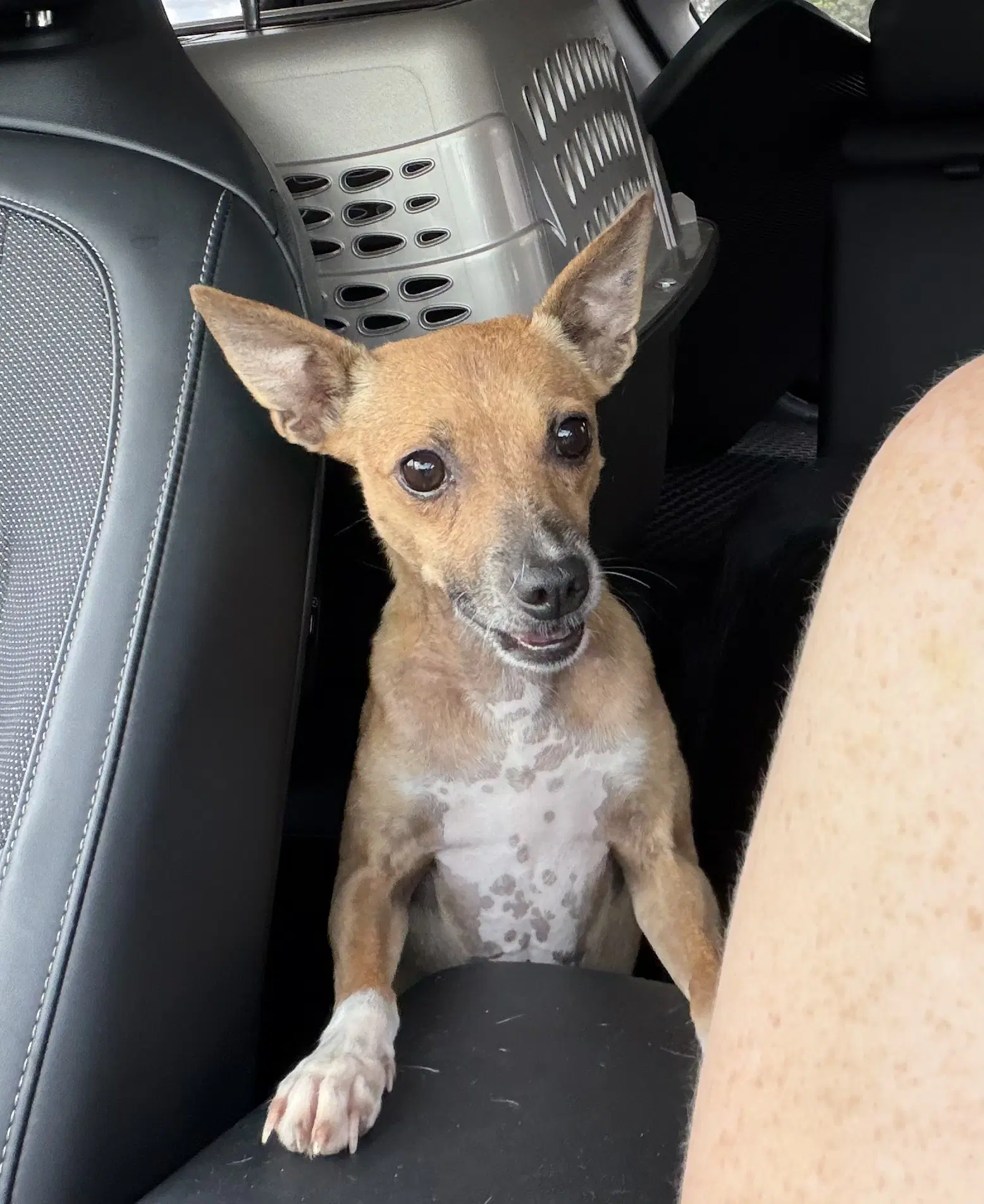 Jack - Rat Terrier