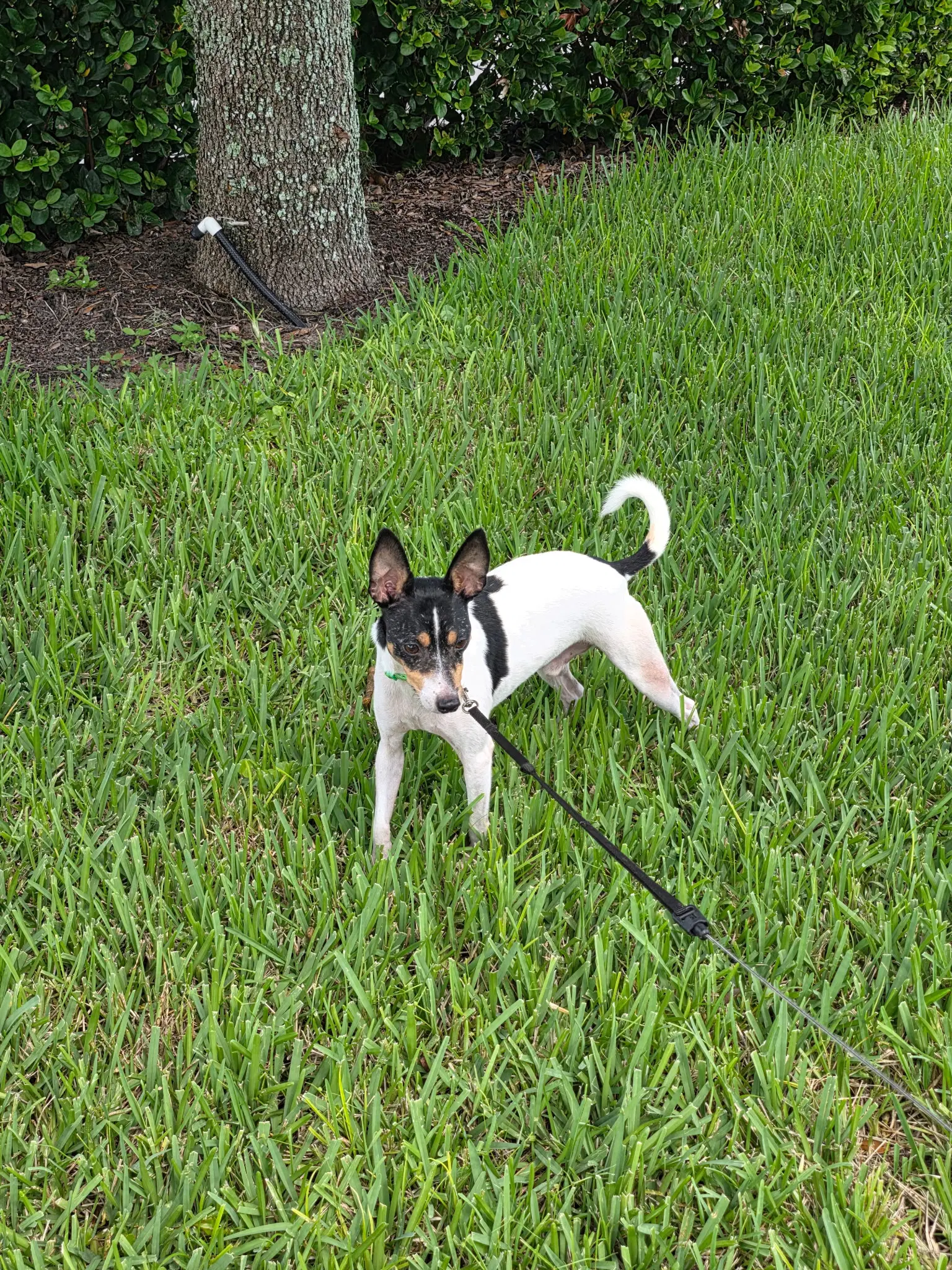 Bobby - Rat Terrier