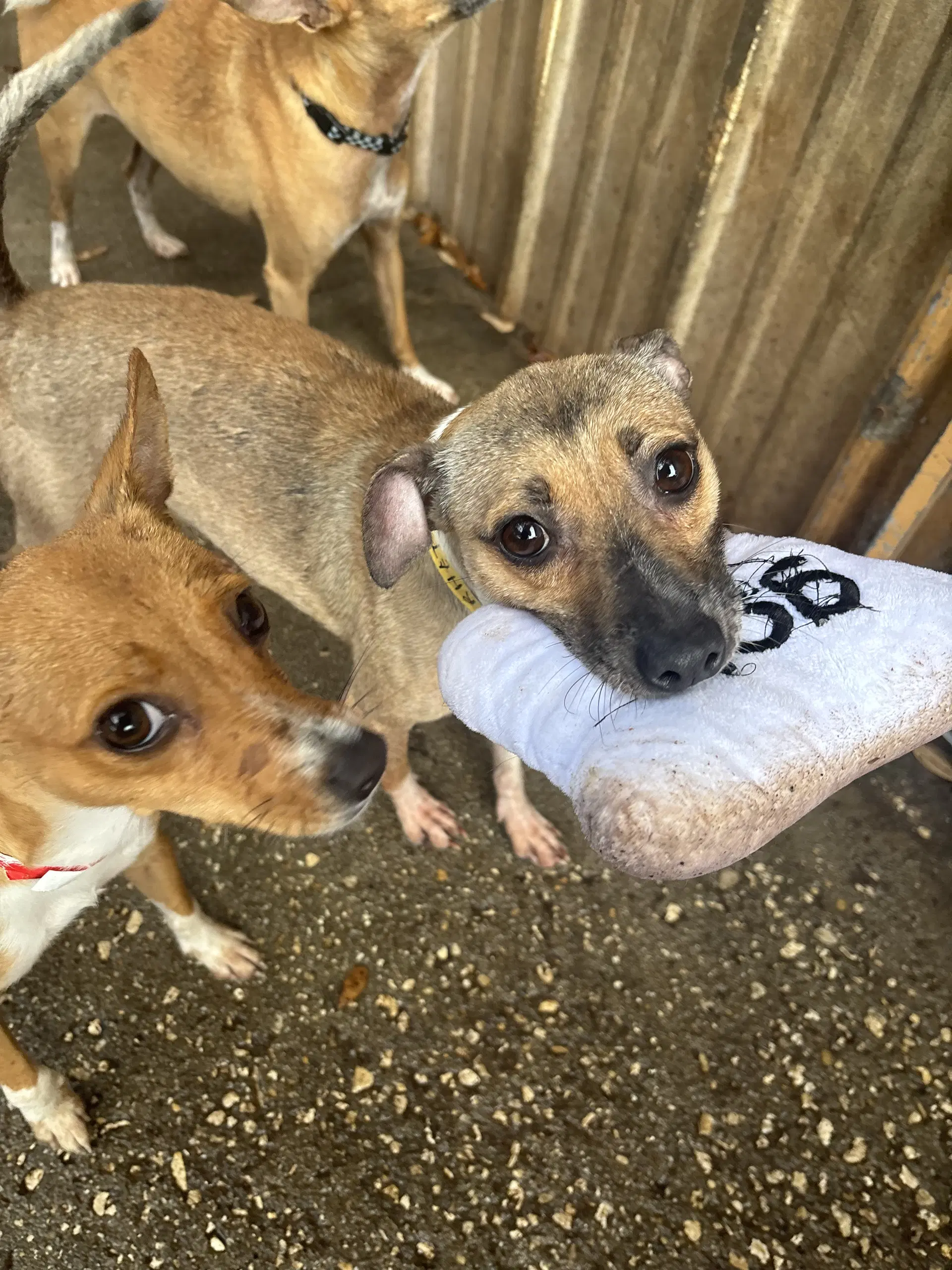 Rhett - Rat Terrier