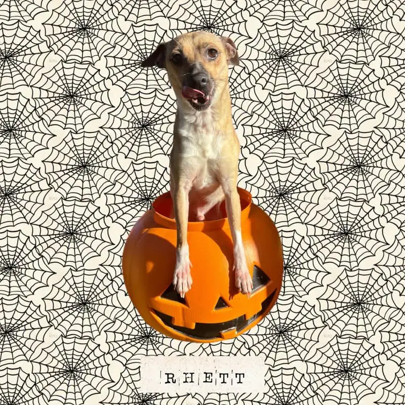 Rhett image 3