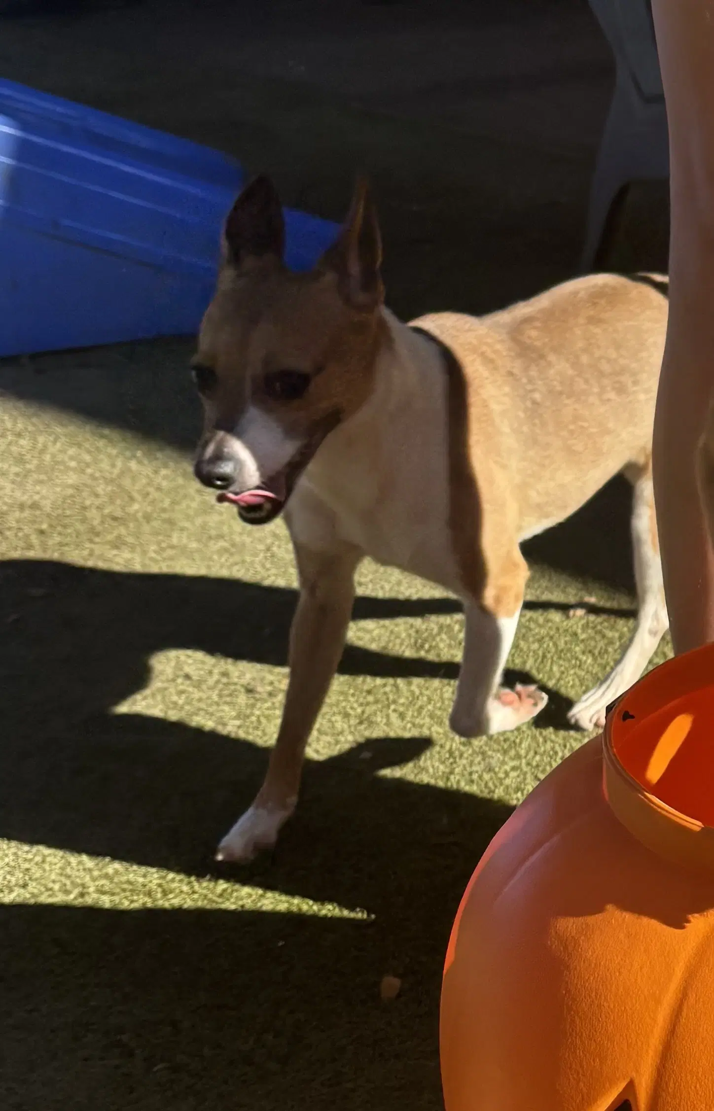 Waylon - Rat Terrier