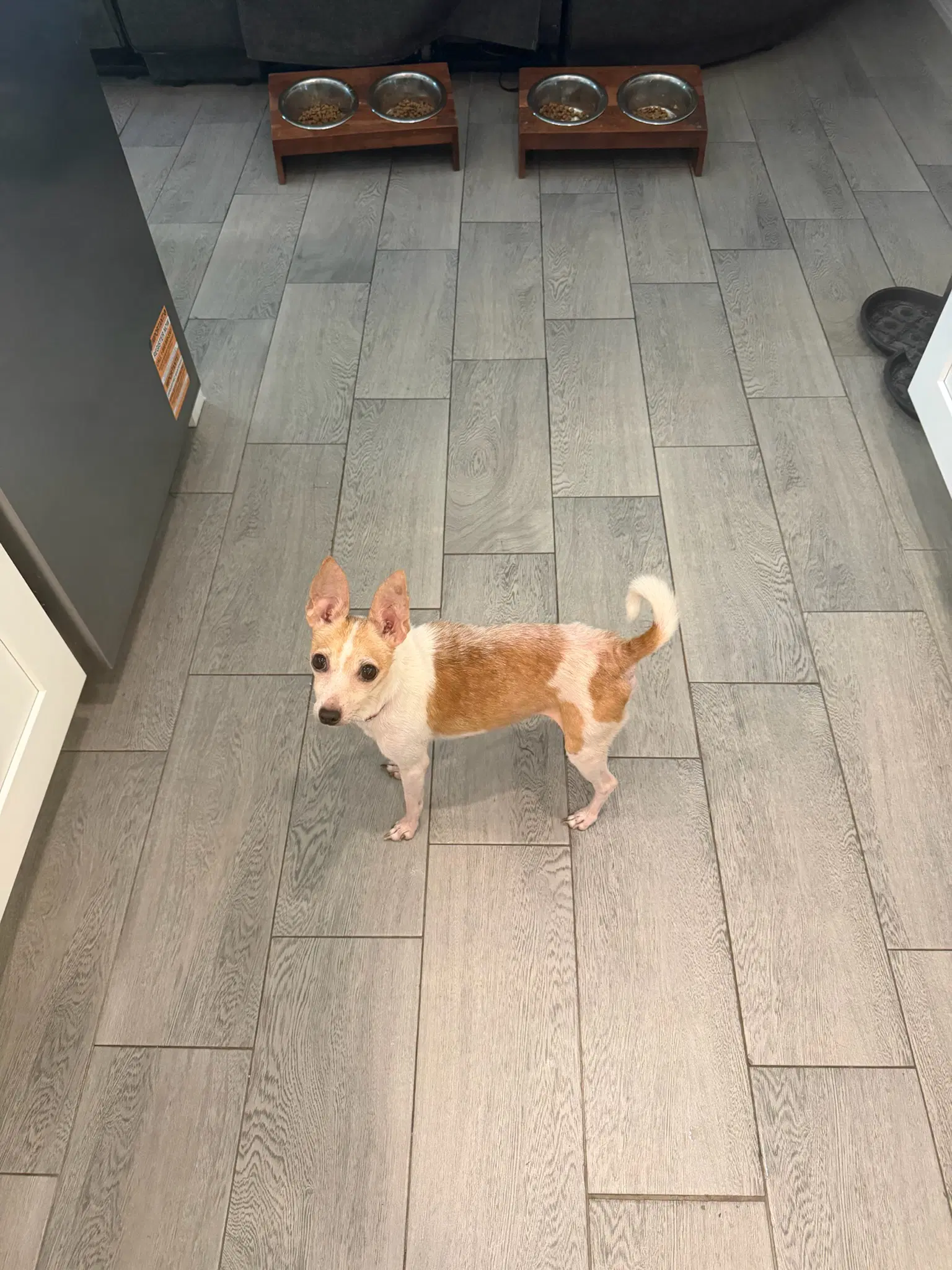 Dolly image 2