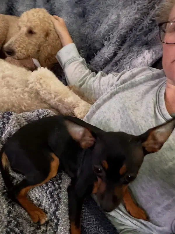 Freida - Miniature Pinscher
