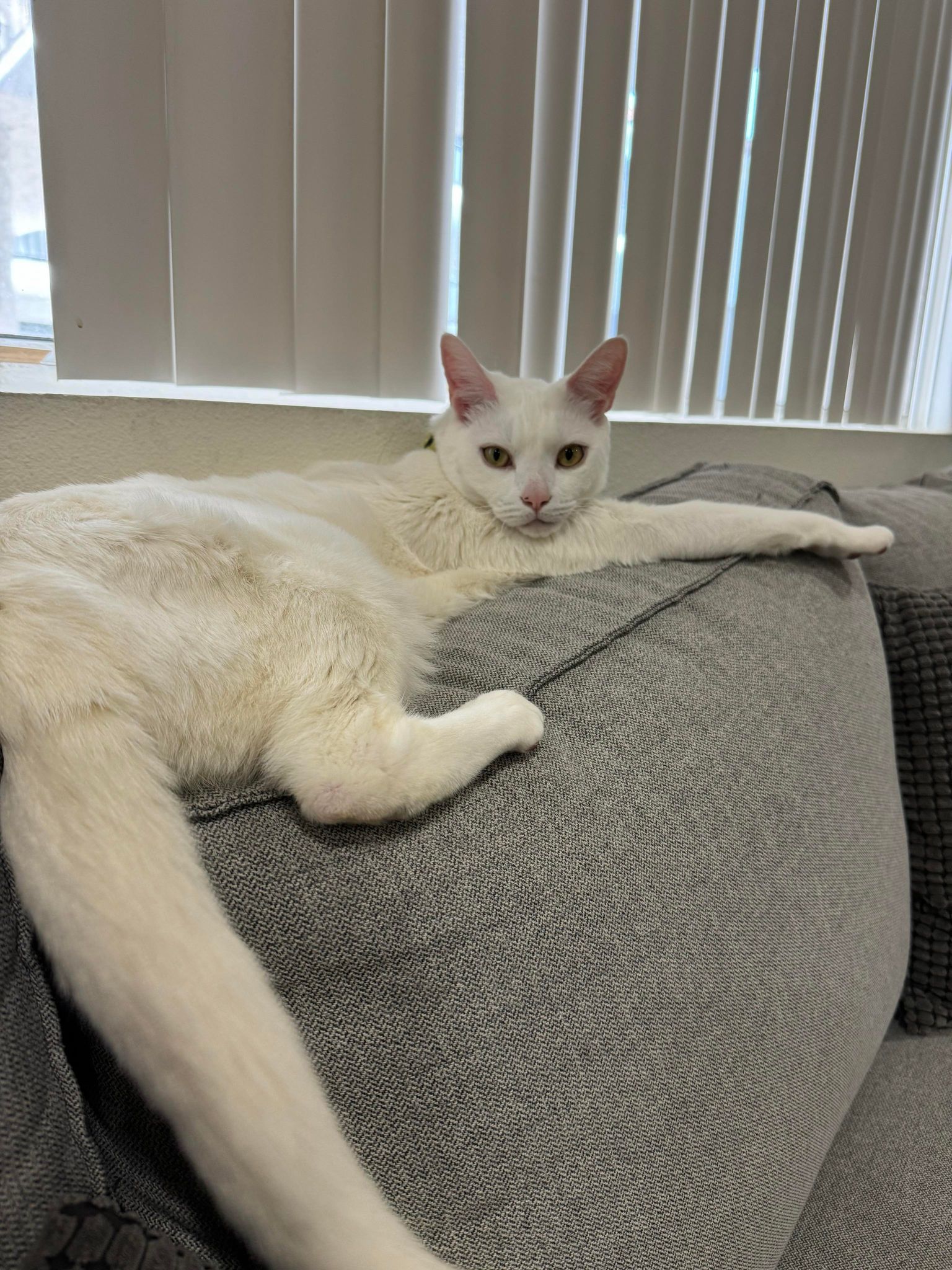 adoptable Cat in Escondido, CA named Amak