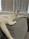 adoptable Cat in escondido, CA named Amak