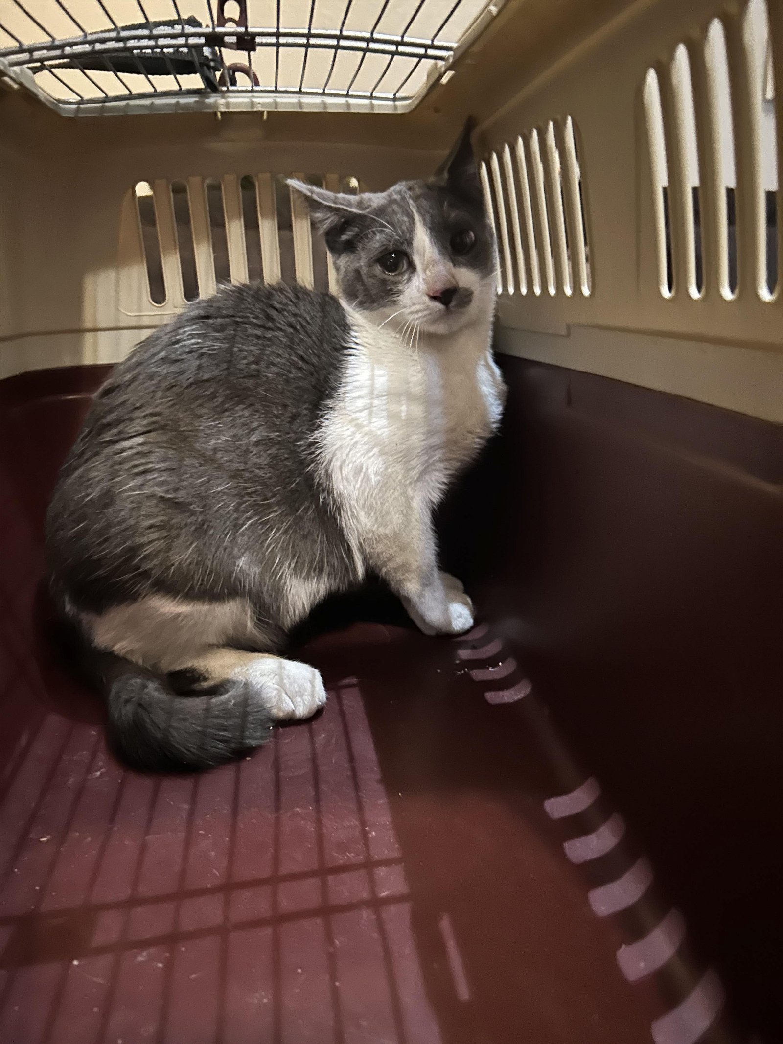 adoptable Cat in Escondido, CA named Chick-a-dee