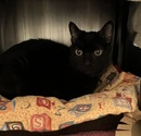 adoptable Cat in Escondido, CA named Raven