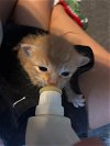 adoptable Cat in escondido, CA named Meeko