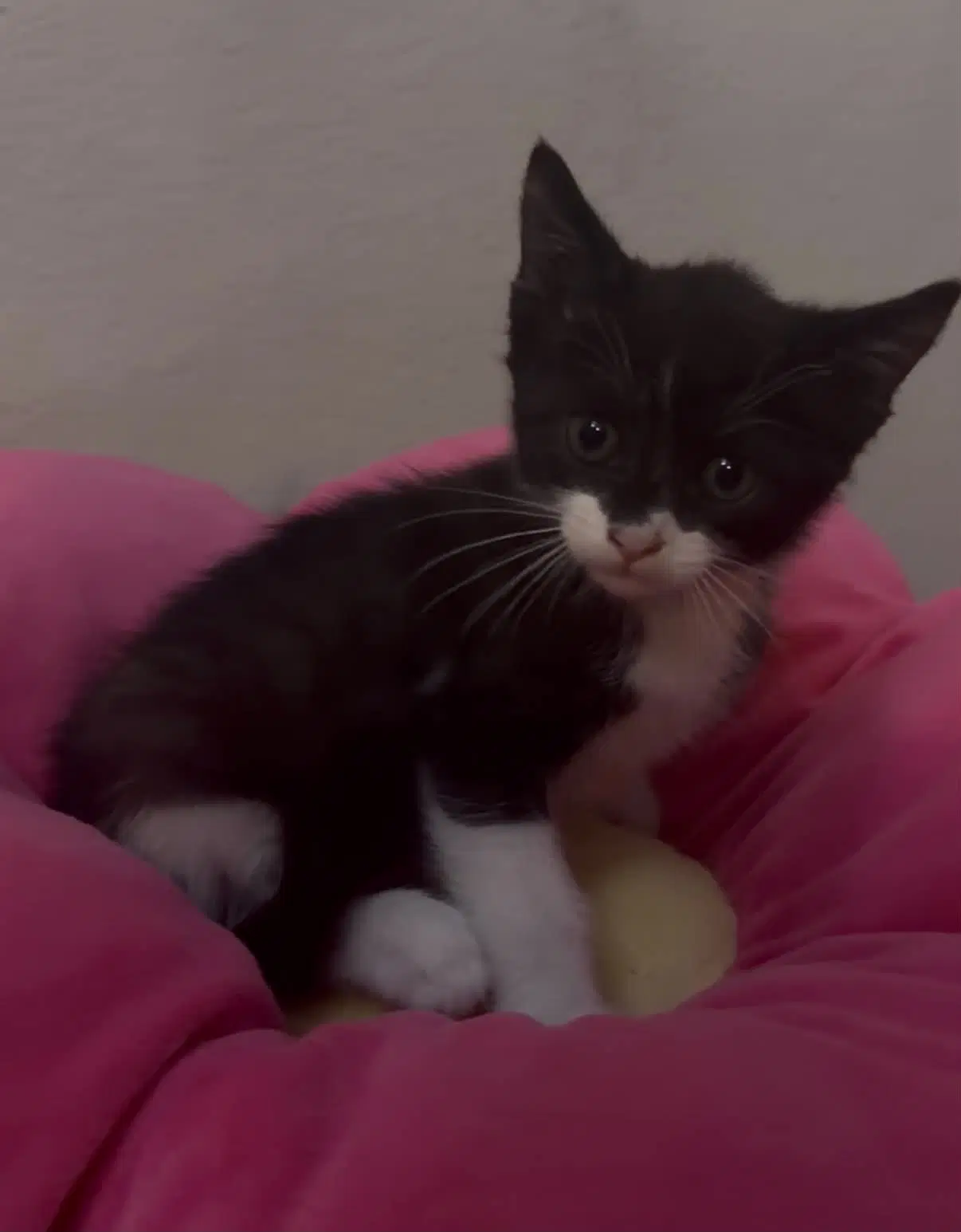 Tipsi - Domestic Short Hair