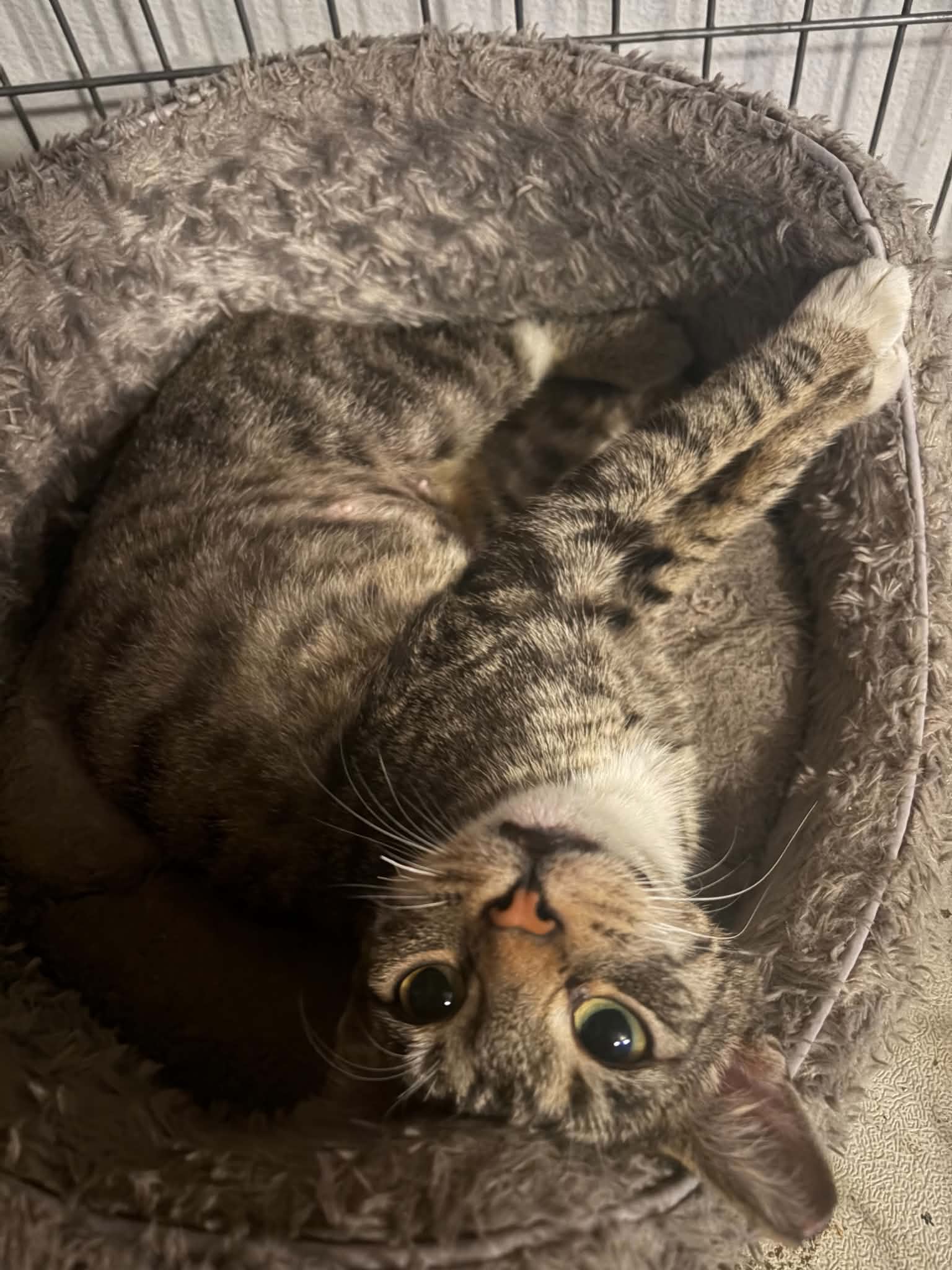 Columbia - Domestic Short Hair