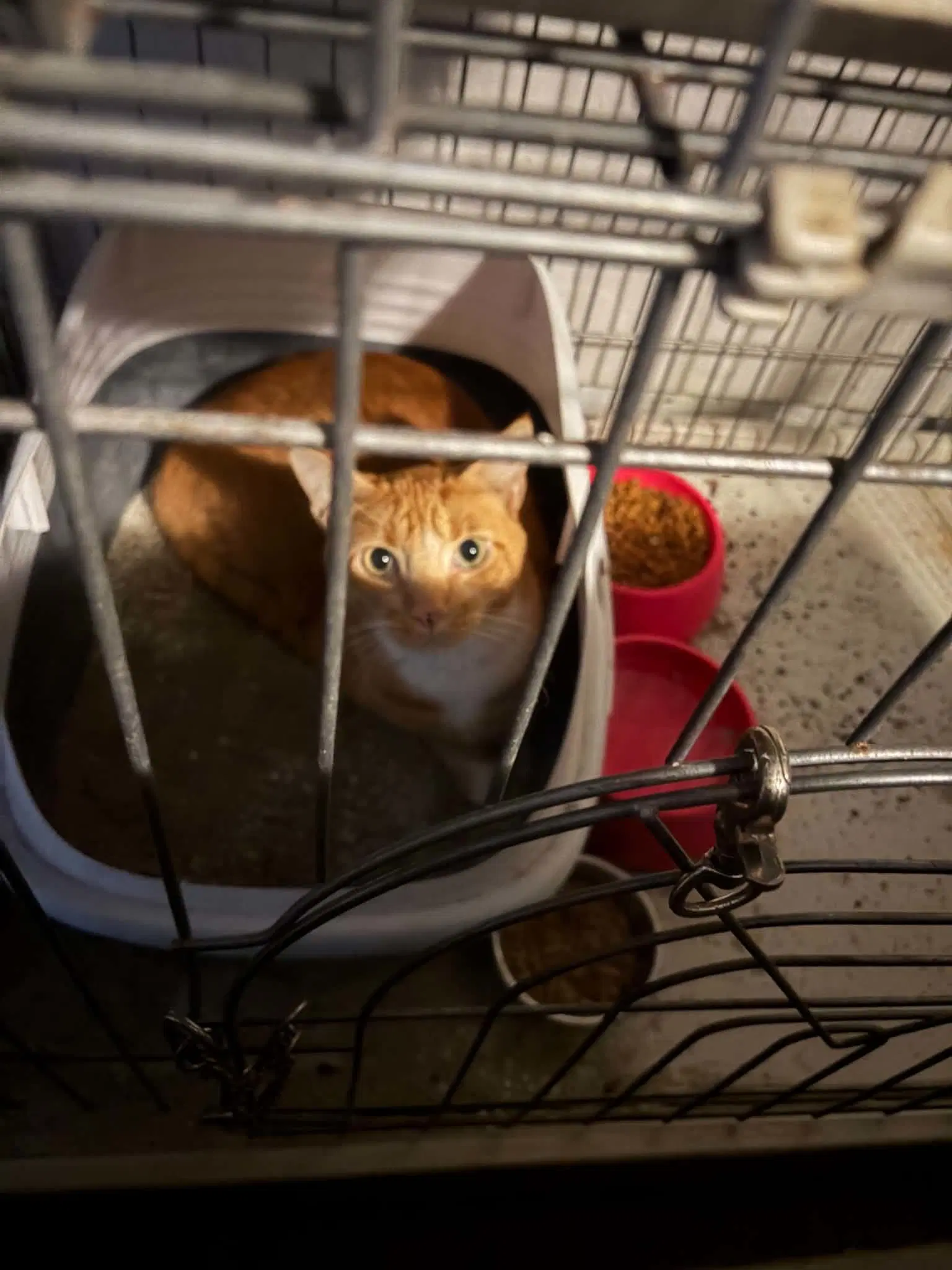 Sebastian - Domestic Short Hair