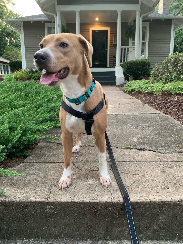 adoptable Dog in Raleigh, NC named Liza