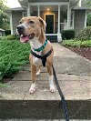adoptable Dog in raleigh, NC named Liza