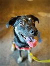 adoptable Dog in raleigh, NC named Willie Jack
