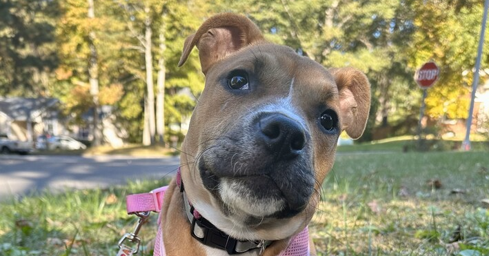 adoptable Dog in Raleigh, NC named Cicely