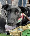 adoptable Dog in raleigh, NC named Pepper