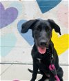 adoptable Dog in raleigh, NC named Unitas
