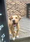 adoptable Dog in raleigh, NC named Leo