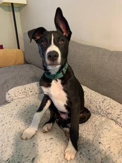 adoptable Dog in Raleigh, NC named Benny