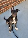 adoptable Dog in  named Timmy