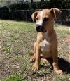 adoptable Dog in raleigh, NC named Sandy