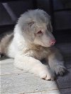 adoptable Dog in raleigh, NC named Kramer