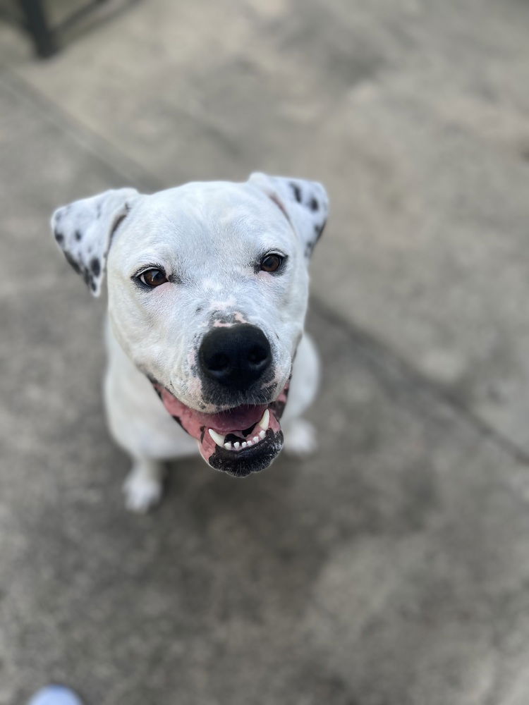 adoptable Dog in Raleigh, NC named Binka