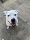 adoptable Dog in Raleigh, NC named Binka