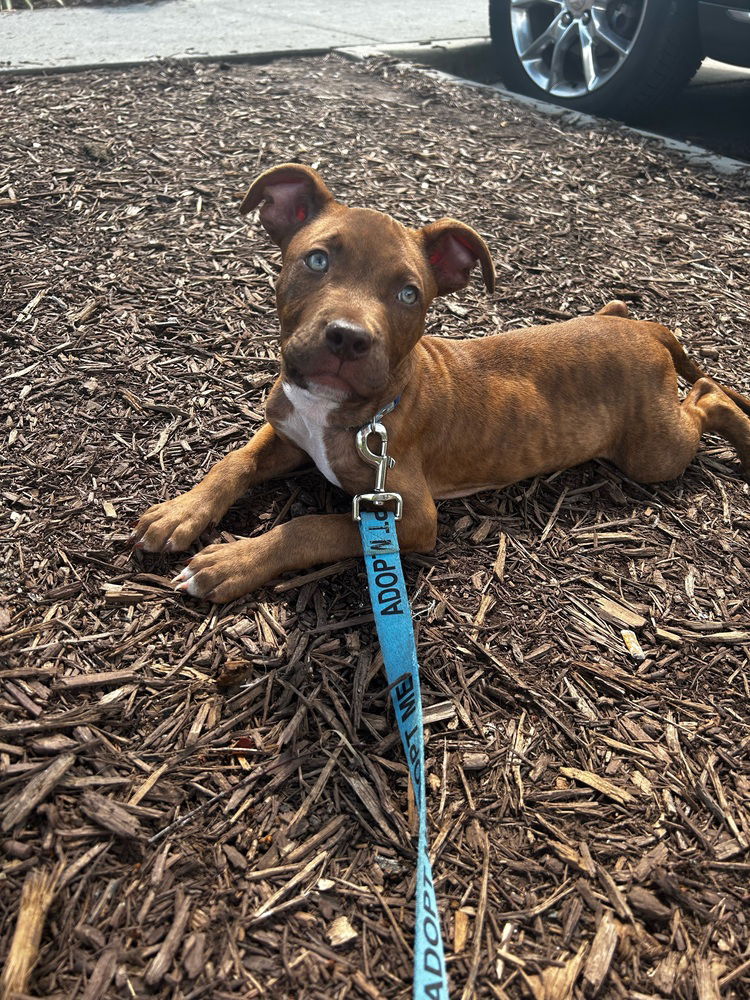 adoptable Dog in Raleigh, NC named Bill Murray