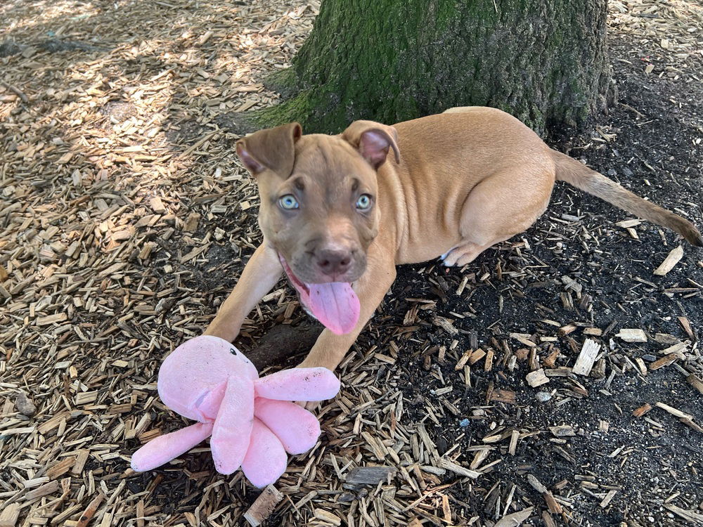 adoptable Dog in Raleigh, NC named Emilio Estevez