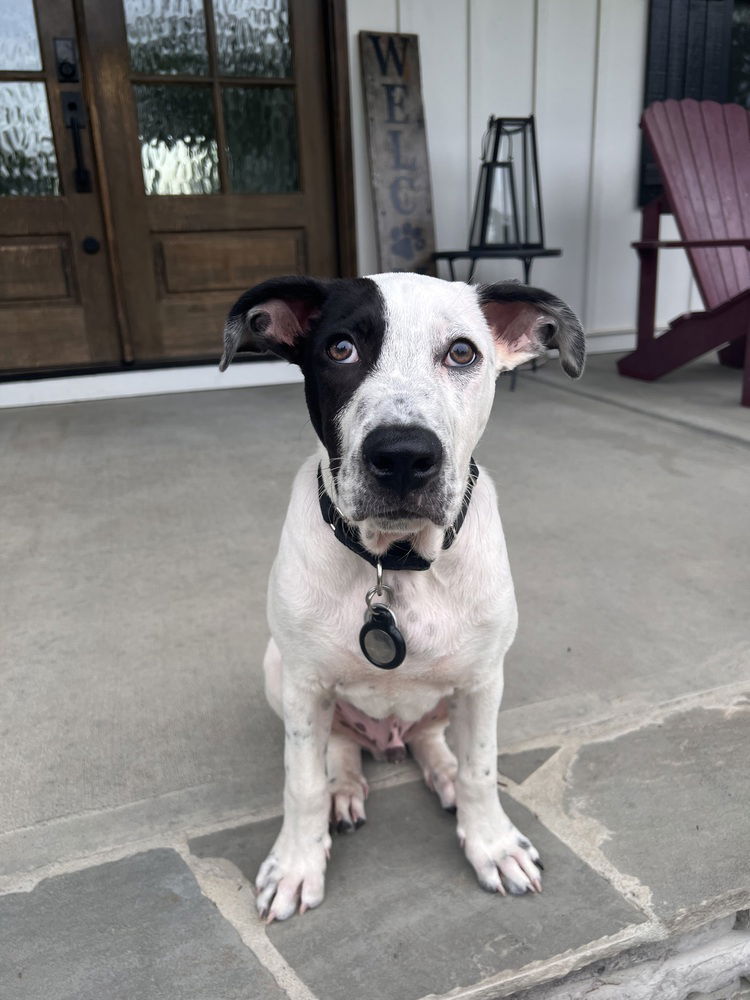 adoptable Dog in Raleigh, NC named Healy