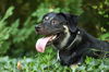 adoptable Dog in raleigh, NC named Willie Jack