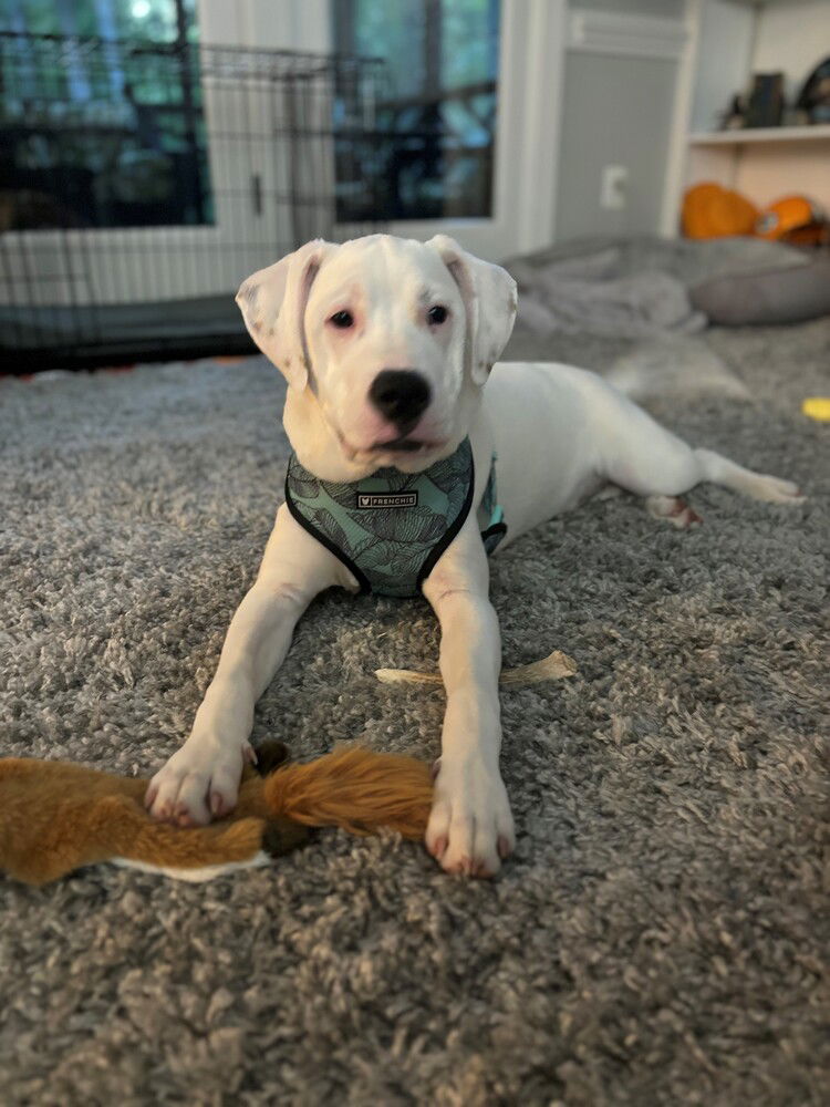 adoptable Dog in Raleigh, NC named Queso