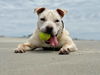 adoptable Dog in  named Bandy