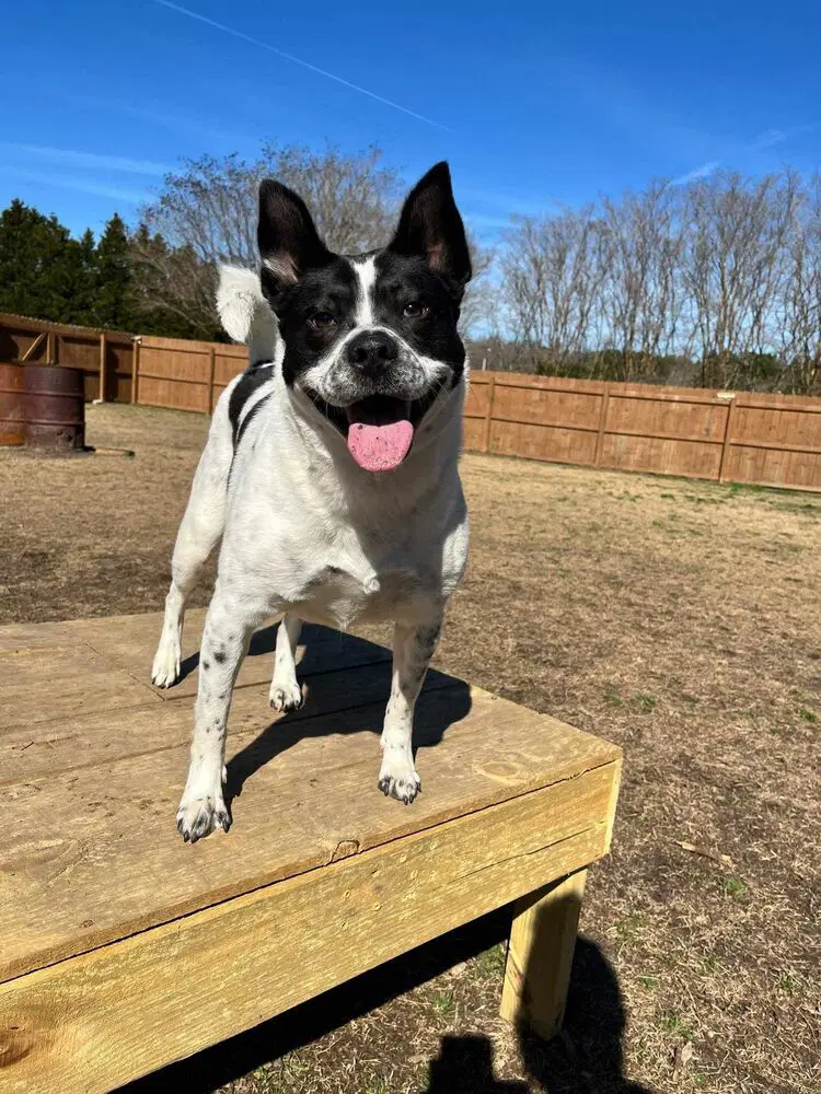 Jolene - Border Collie