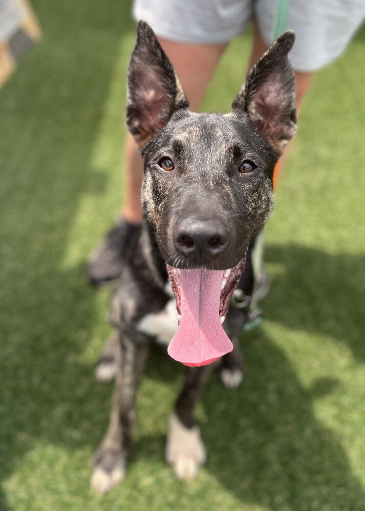 adoptable Dog in Raleigh, NC named Timmy