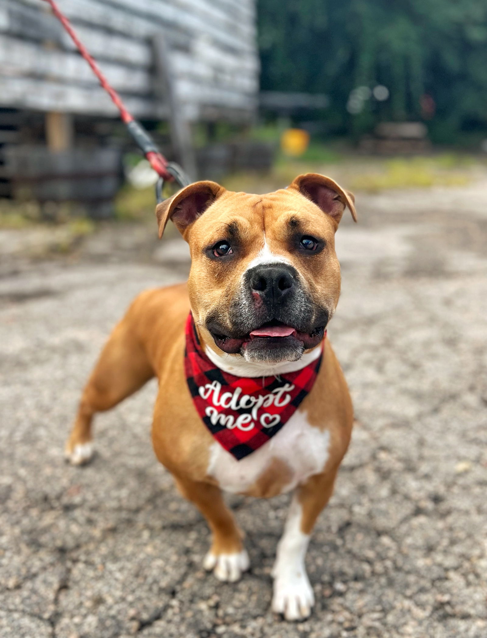 adoptable Dog in Raleigh, NC named Cicely