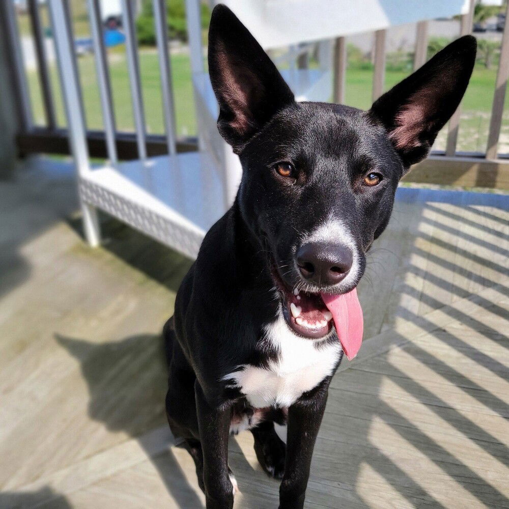 adoptable Dog in Raleigh, NC named Hagen