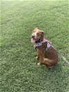 adoptable Dog in raleigh, NC named Maple