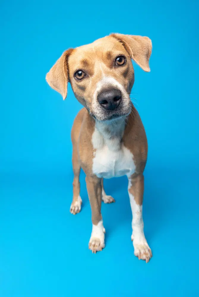 Liza - Rhodesian Ridgeback